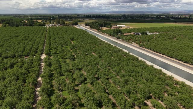 Drone view flying over orchard rows